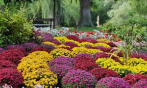 Lire la suite à propos de l’article Don d’organes après un décès : conditions et démarches